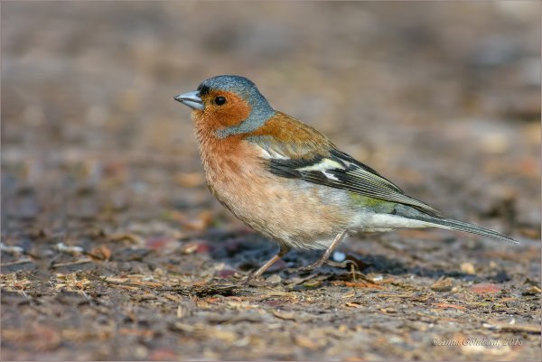 Зяблик (fringílla COÉLEBS)
