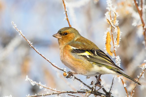 Зяблик (fringilla COELEBS)