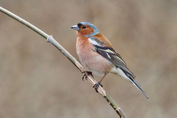 Фрингилла Зяблик