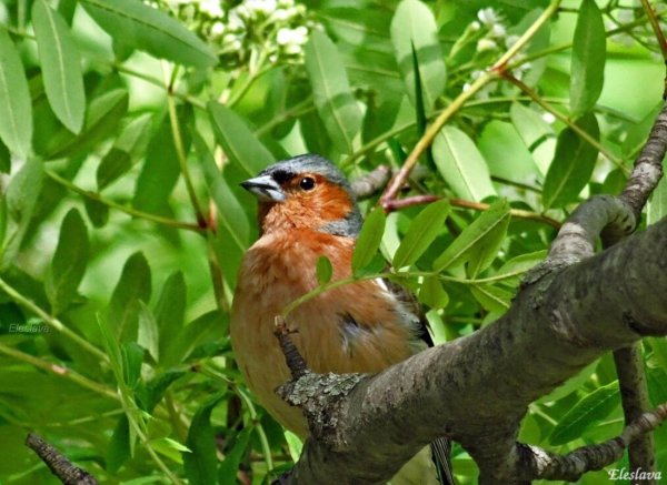 Зяблик в парке