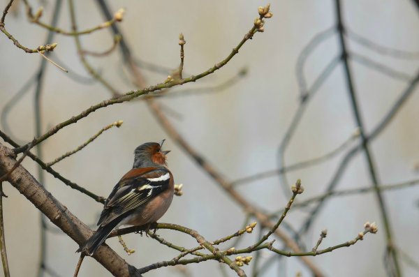 Зяблик весной