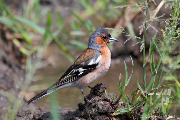 Вьюрковые Зяблик