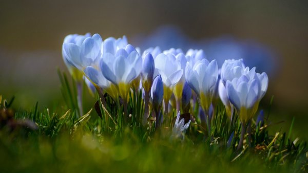 Весна природа