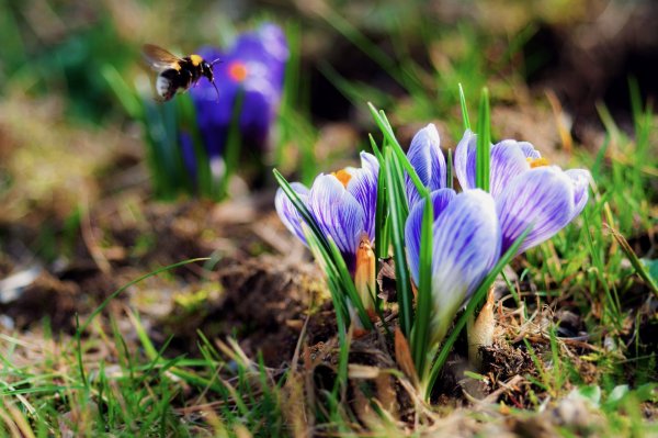 Флора Snowdrops Британии