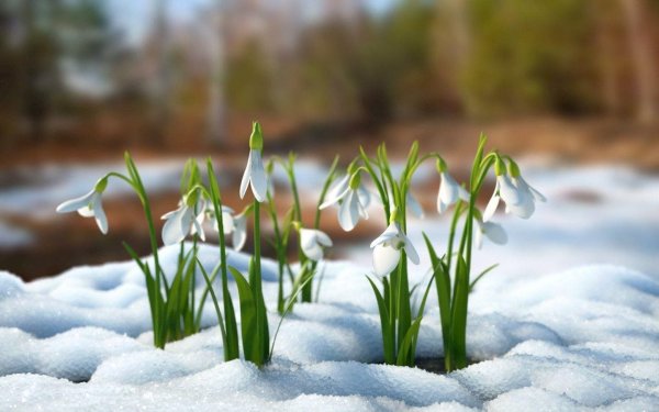 Весна природа