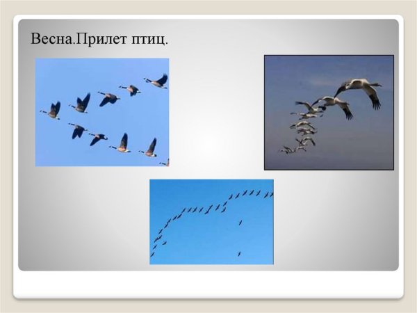 Весна прилет птиц