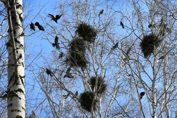 Грачи прилетели Весна гнезда