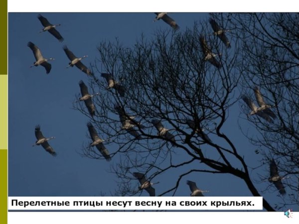 Возвращение птиц весной