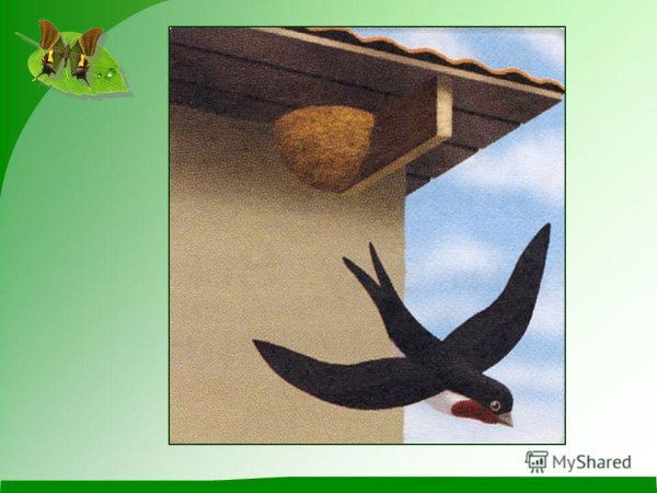 Птицы весной для детей