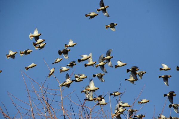 Пролетающие птицы