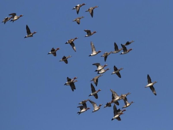 Пролетающие птицы