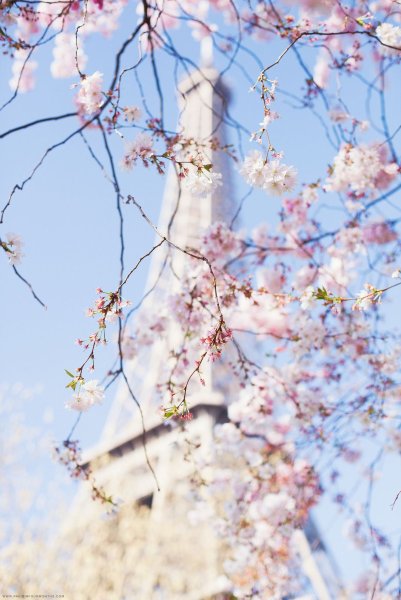 Весна в пастельных тонах