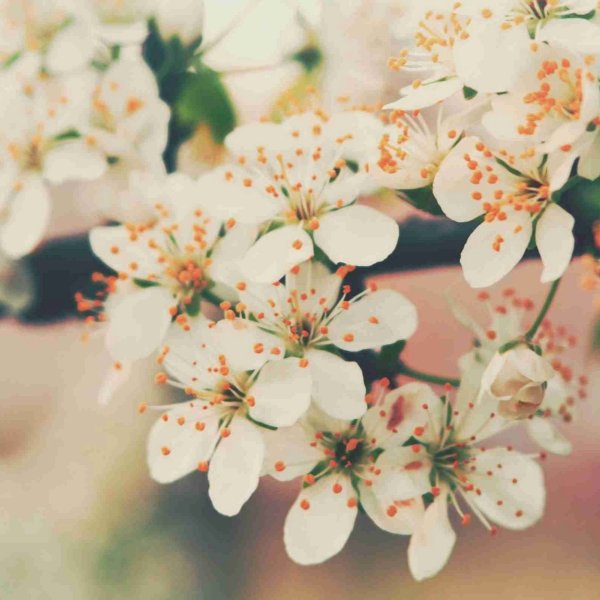 Нежный цветок