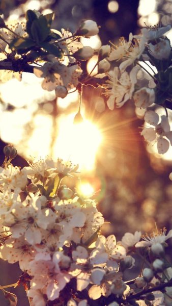 Ночная Сакура