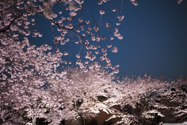 Розовая Сакура