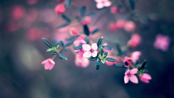 Нежные цветы на темном фоне