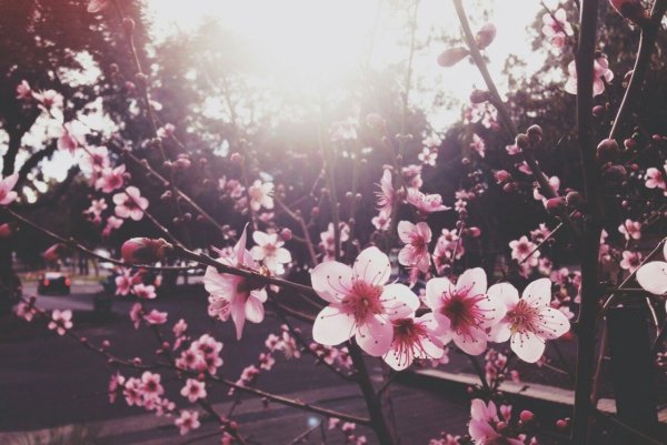 Тюльпаны пастельных тонов