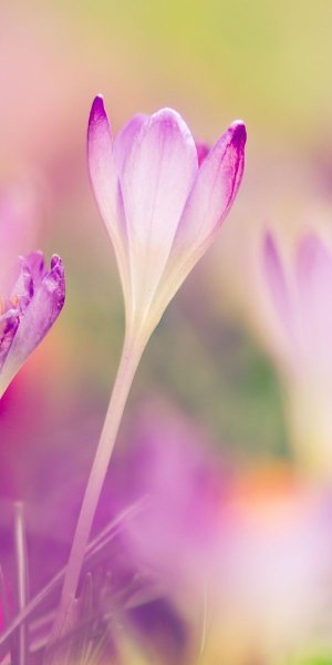 Черри блоссом арт