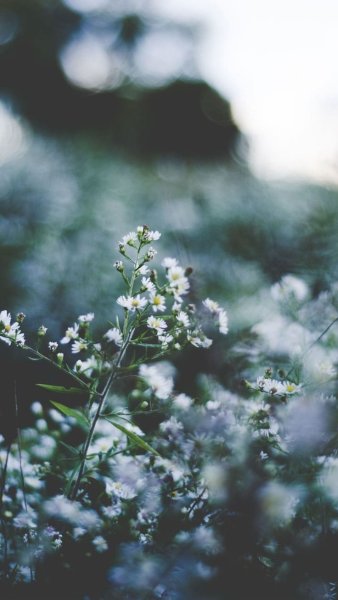 Нежные пастельные цветы