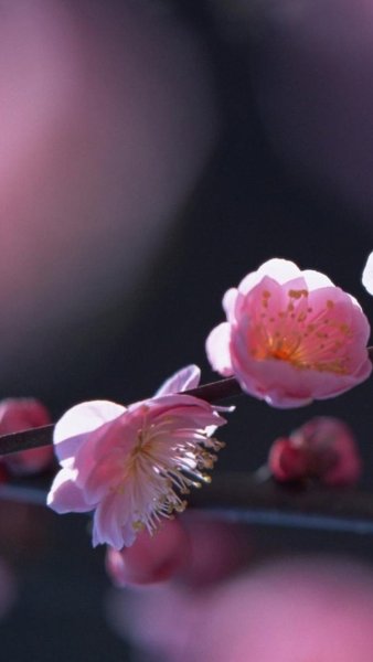 Фон с цветущими деревьями