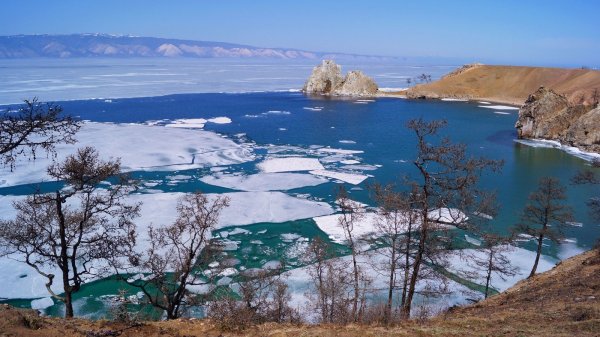 Рододендрон Даурский Ольхон