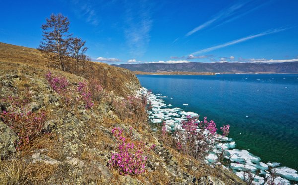 Багульник в Бурятии