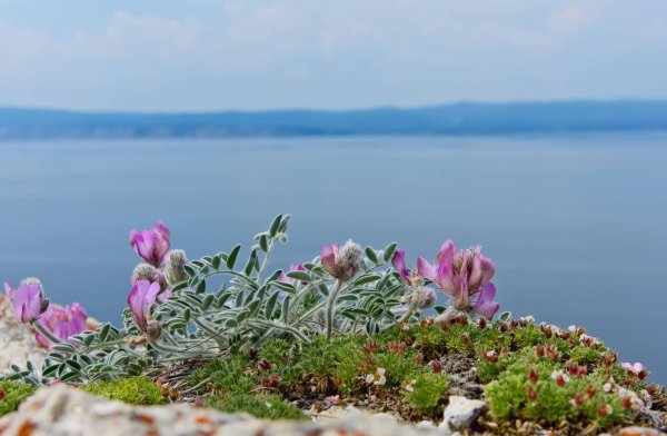 Листвянка Байкал апрель