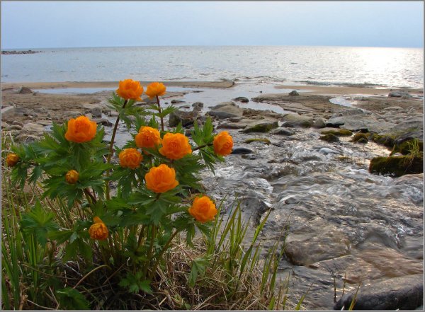 Флора озера Байкал