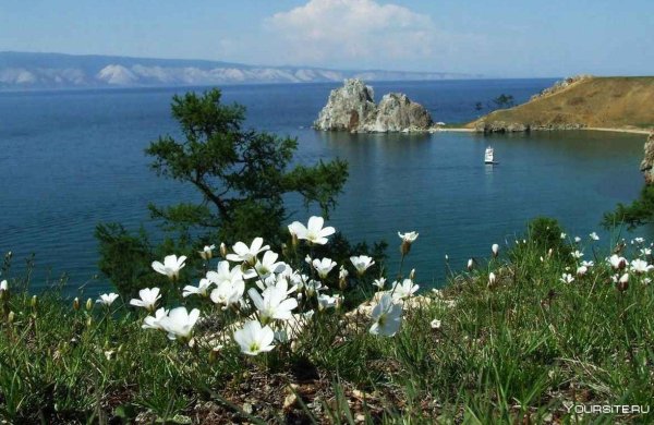 Багульник на Байкале
