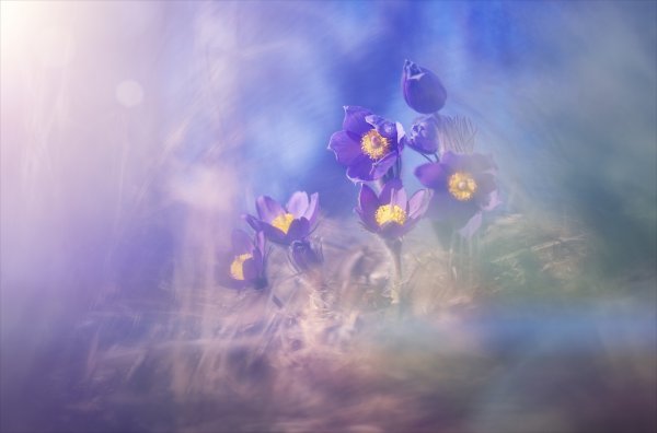 Магия весны