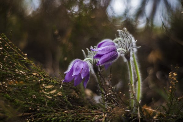 Сказочный мир в цветах