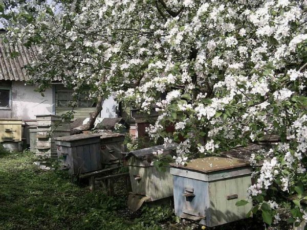Пасека в цветущем саду