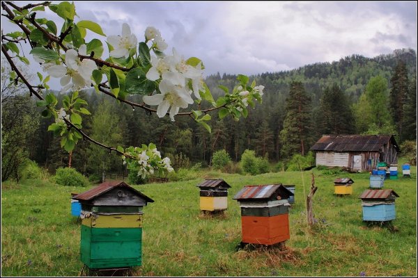 Деревня красная Поляна пасека