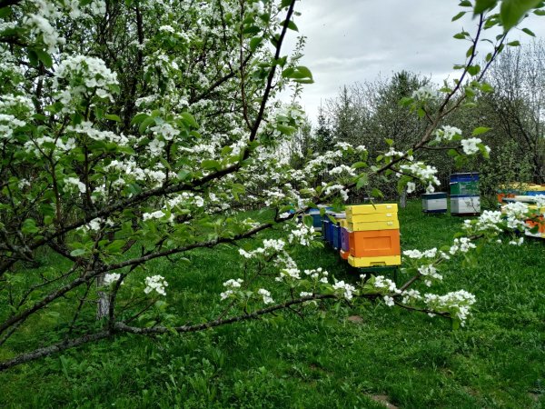 Брянский сад пасека