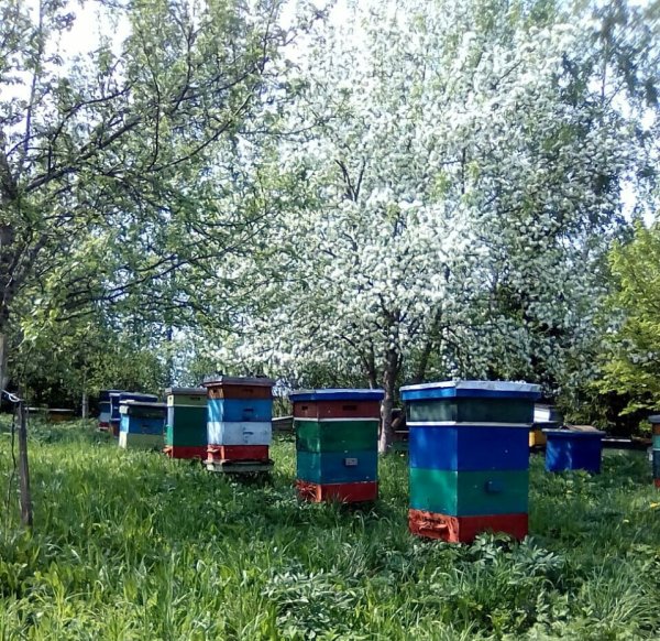 Пасека Величковского Волгоград