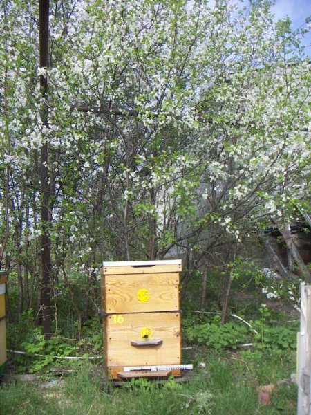 Весенние ульи