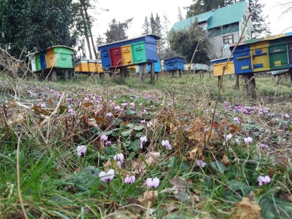 Пасека Ефимовых