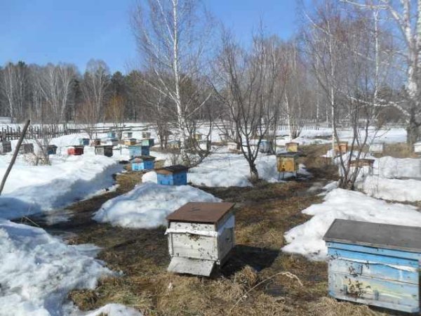 Пасека весной