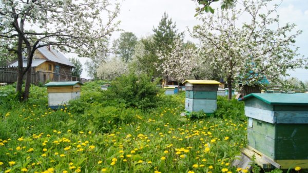 Пасека деревня Битюг