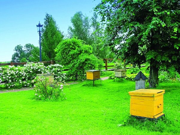 Пасека в саду
