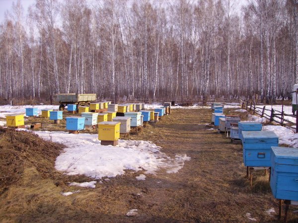 Пчеловодство в марте