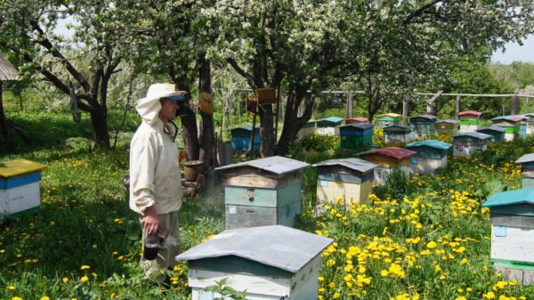 Пасека Николая Саханькова