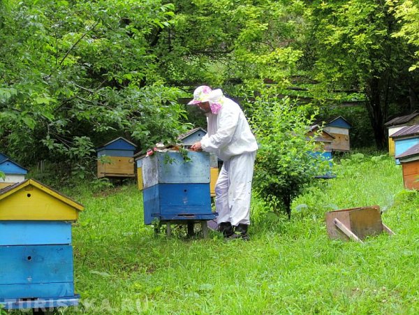 Пчеловод около улья