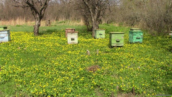 Пасека Мельникова Адыгея