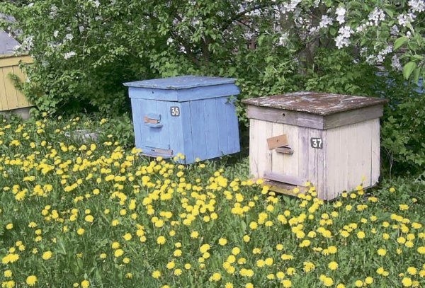 Ульи для пчел с цветочками