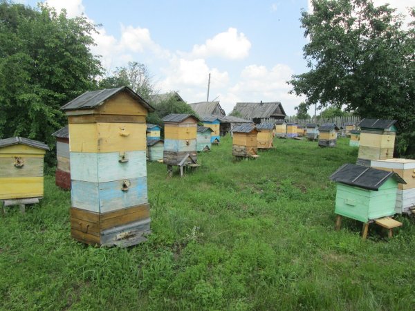 Кочевая пасека Пиховкиных