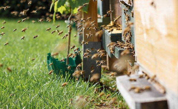 Пчелы в саду