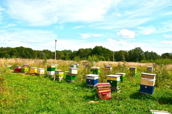 Пчелы ульи пасека