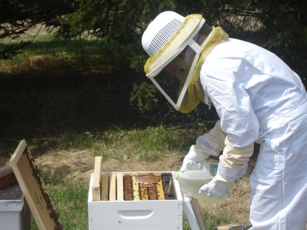 Пасека весной