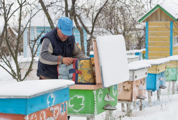 Улей зимой
